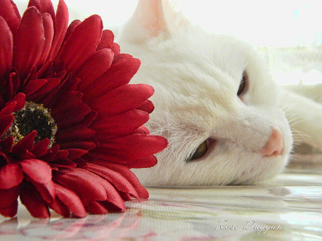 逆袭的冰与火之歌，冰岛掀翻爱尔兰，阿劳霍在德甲天王山一战封神